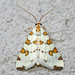 Eight-barred Lygropia Moth - Photo (c) David G. Barker, some rights reserved (CC BY-NC), uploaded by David G. Barker