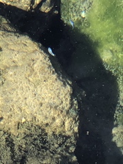 Cyprinodon nevadensis mionectes