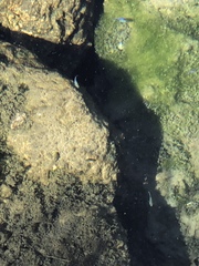 Cyprinodon nevadensis mionectes