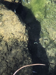 Cyprinodon nevadensis mionectes