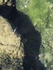 Cyprinodon nevadensis mionectes