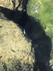 Cyprinodon nevadensis mionectes