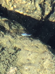 Cyprinodon nevadensis mionectes