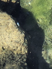 Cyprinodon nevadensis mionectes