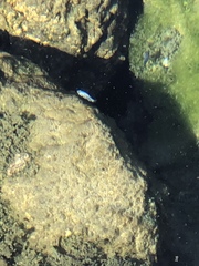 Cyprinodon nevadensis mionectes