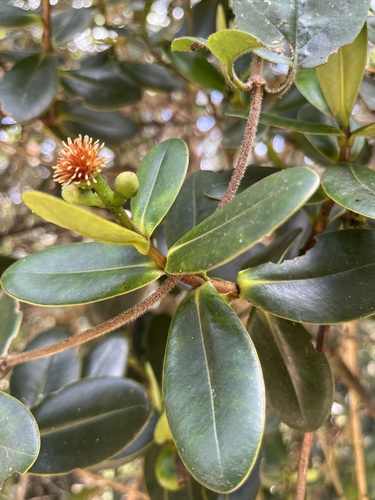 Clusia elliptica, photograph 1