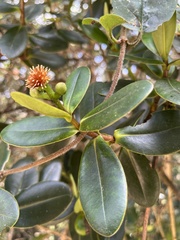 Clusia elliptica