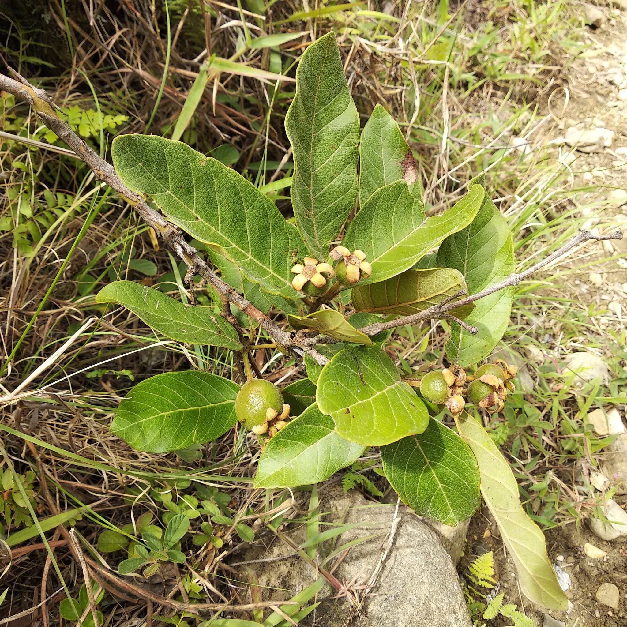 Psidium image