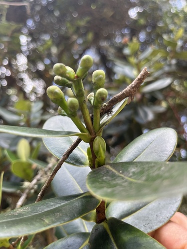Clusia elliptica, photograph 2