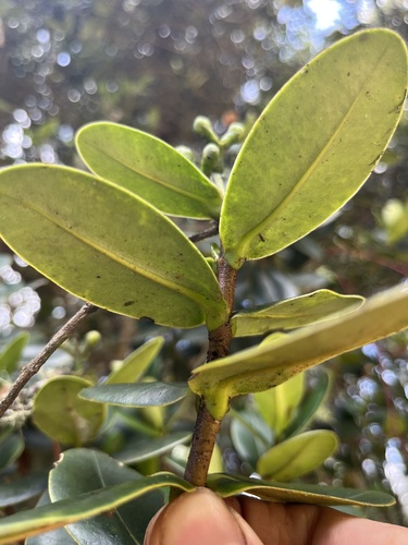 Clusia elliptica, photograph 3