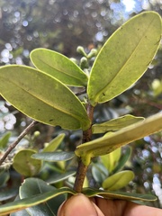 Clusia elliptica, photograph (c) Nicolás Baresch Uribe, some rights reserved (CC BY)