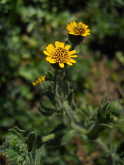 Layia hieracioides