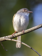 Pearly-Vented Tody-Tyrant photo 2
