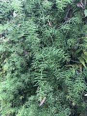 Asparagus ramosissimus