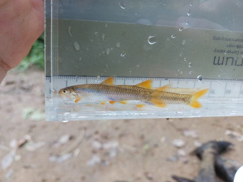 Longnose shiner (Notropis longirostris) — Cyprinidae — 5