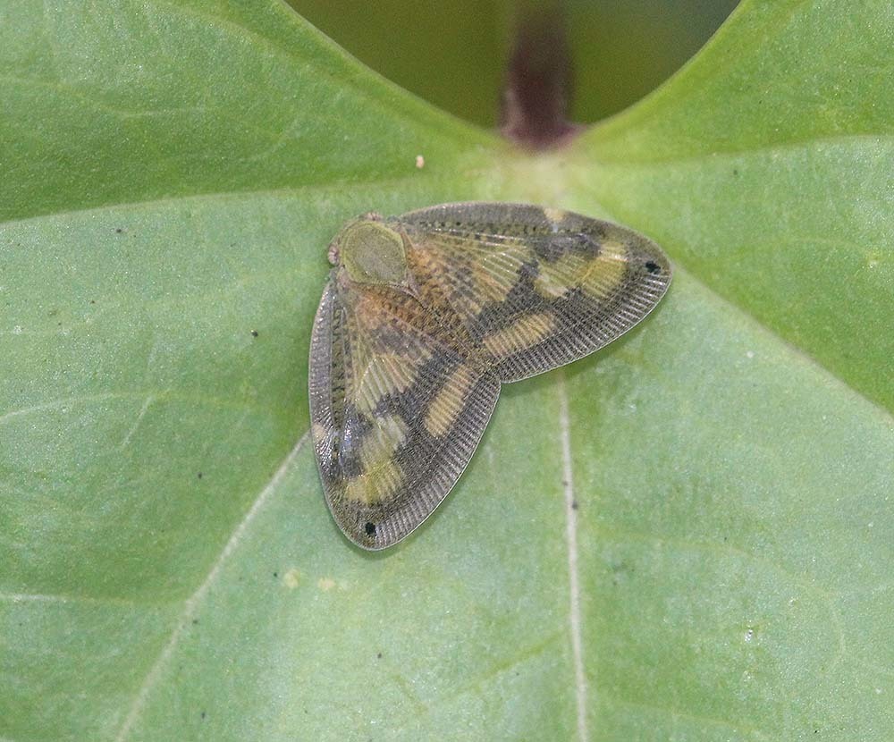 Ricania apicalis