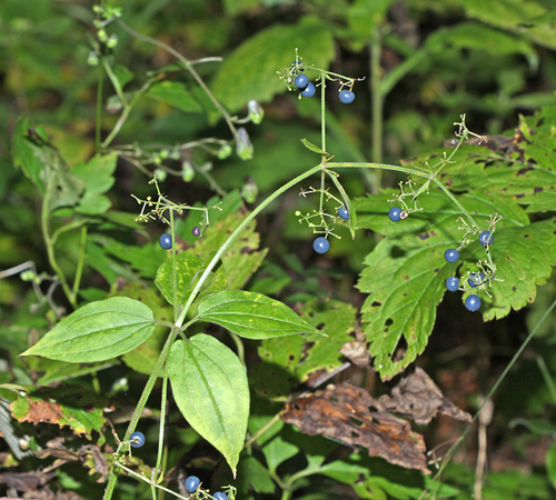 Rubia chinensis iNat (2)