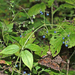 Rubia chinensis - Photo (c) V.S. Volkotrub,  זכויות יוצרים חלקיות (CC BY-NC), הועלה על ידי V.S. Volkotrub