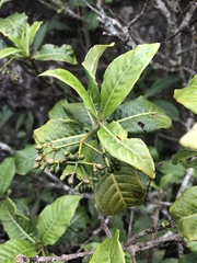 Psychotria zombamontana
