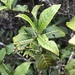 Psychotria zombamontana - Photo (c) Troos van der Merwe,  זכויות יוצרים חלקיות (CC BY-NC), הועלה על ידי Troos van der Merwe