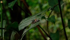 Calliclopius nigripes