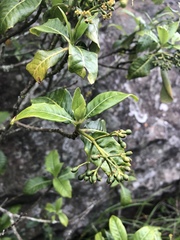 Psychotria zombamontana