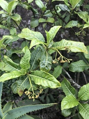 Psychotria zombamontana