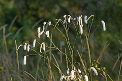 Sanguisorba parviflora