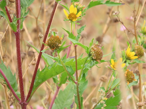 Image of Bidens amplissima by no rights reserved