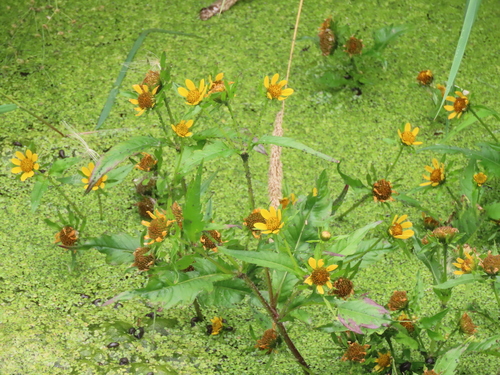 Image of Bidens amplissima by no rights reserved