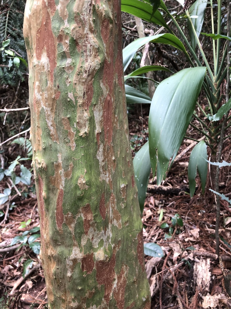 Python Tree from Bunya Mountains National Park, Bunya Mountains, QLD ...