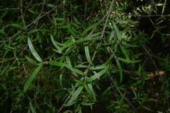 Coprosma linariifolia