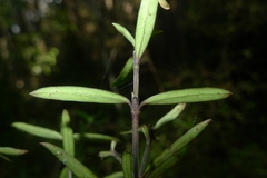 Coprosma linariifolia
