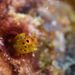 Roughhead Blenny - Photo (c) terence zahner, some rights reserved (CC BY-NC)