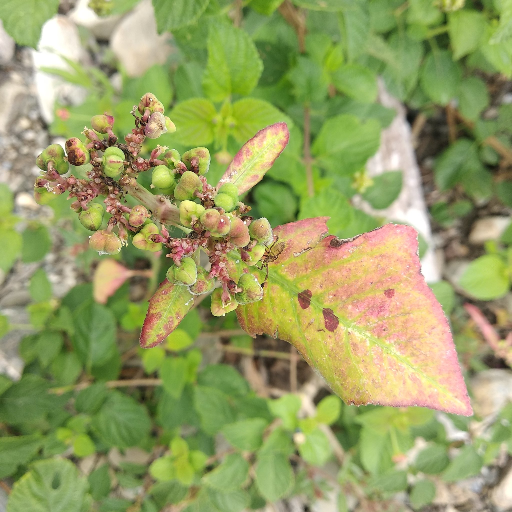 Euphorbia image