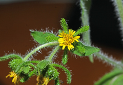 Sigesbeckia pubescens