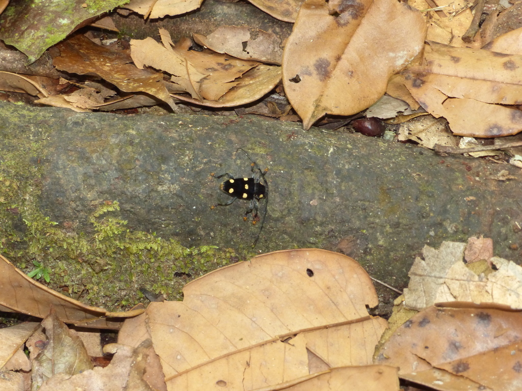 Acanthoderes septemmaculata