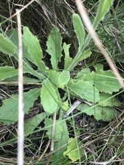 Senecio speciosus