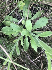 Senecio speciosus