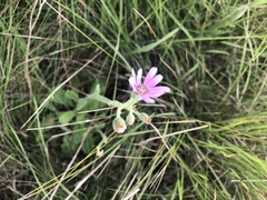 Senecio speciosus