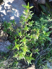 Diplacus parviflorus