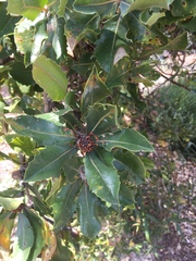 Banksia ilicifolia