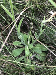 Senecio speciosus