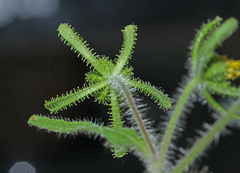 Sigesbeckia pubescens