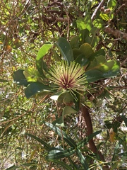 Banksia ilicifolia
