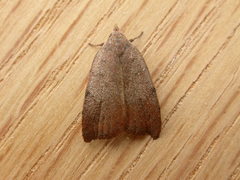 Tortricopsis semijunctella