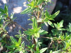 Diplacus parviflorus