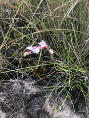 Schizochilus crenulatus