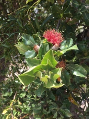 Banksia ilicifolia