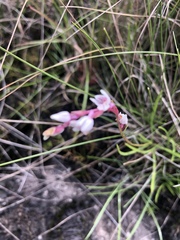 Schizochilus crenulatus